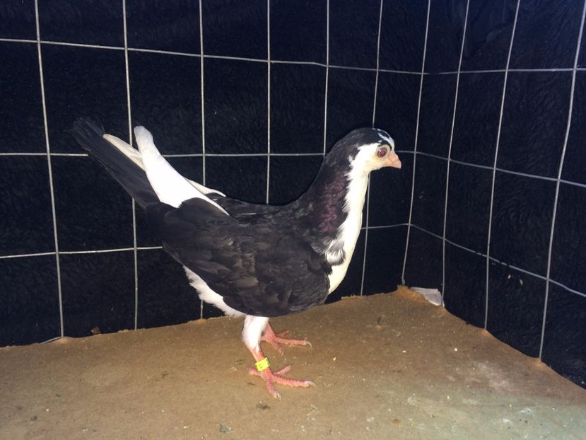 2017  femelă  2017_2 - tineret 2017