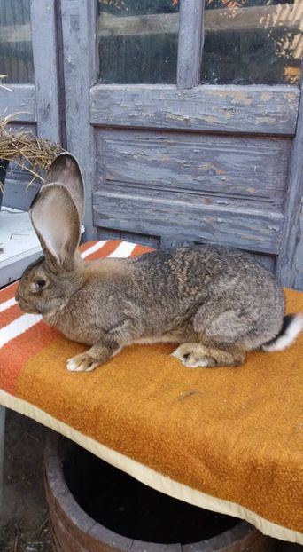 09 (1) - Femela 1 din 24 12 2016