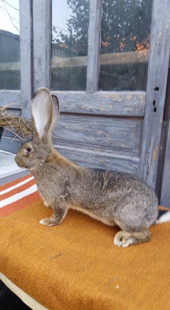 09 (2) - Femela 1 din 24 12 2016