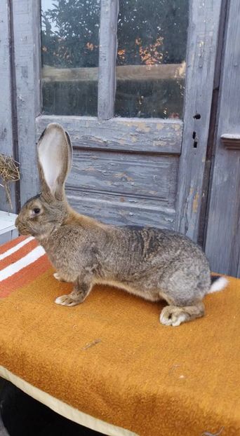 09 (3) - Femela 1 din 24 12 2016