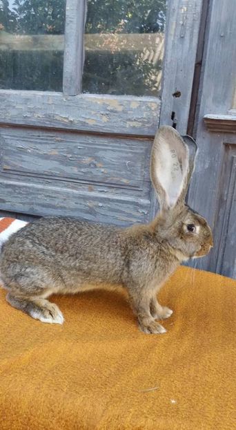 09 (3) - Mascul UGG RO 22