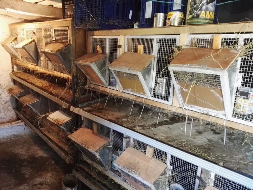 Custi - Adapost Iepuri