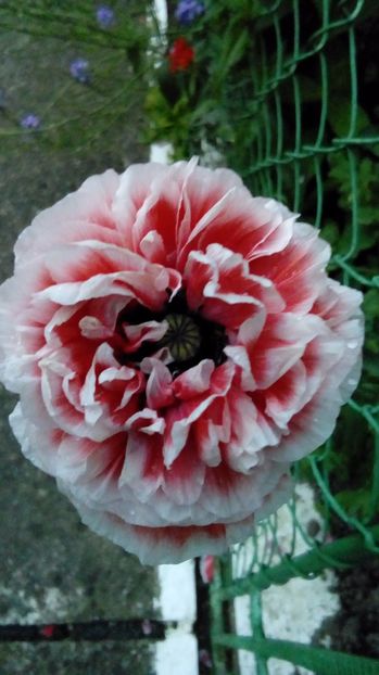 P_20170708_205804_BF - Maci