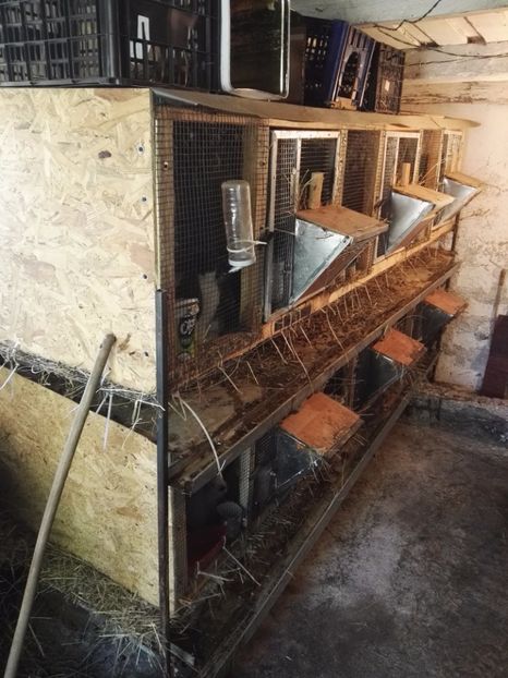 Custi - Adapost Iepuri