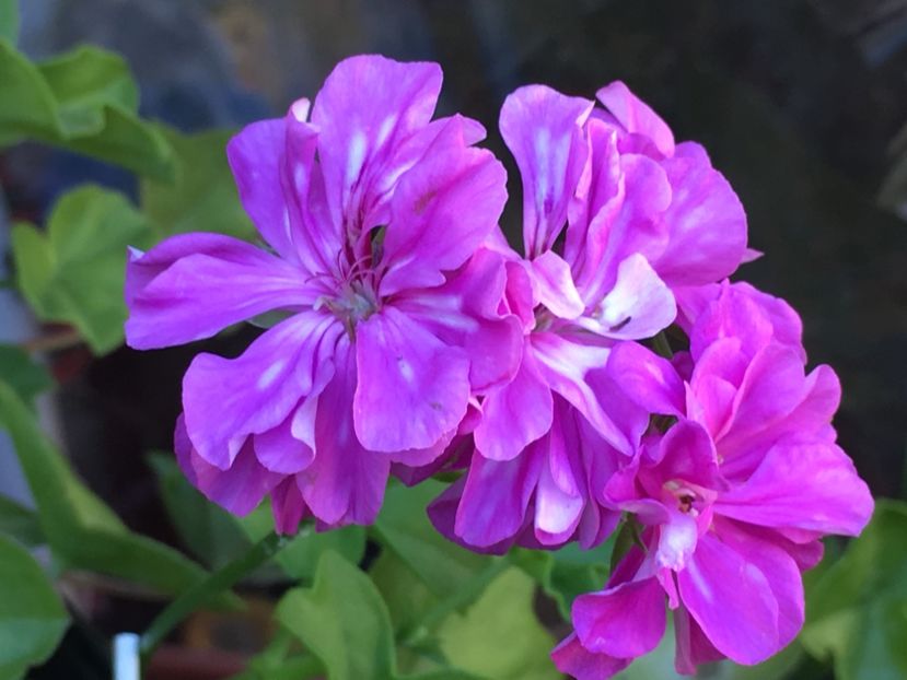 Harlequin Ted O'Day - Muscate colectie