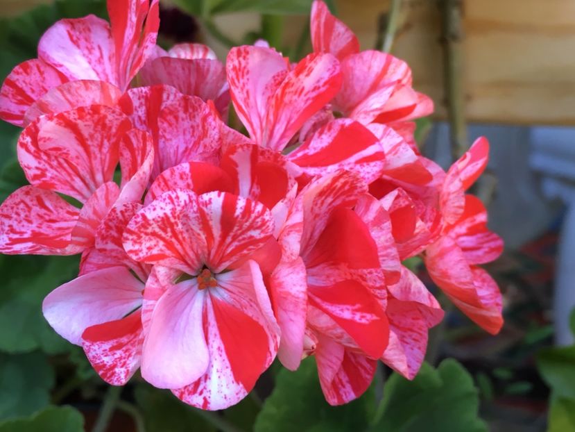 Mosaic Red - Mosaic Red