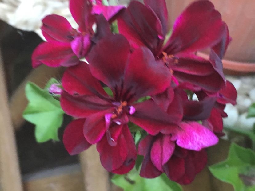 Contessa Purple - Contessa Purple
