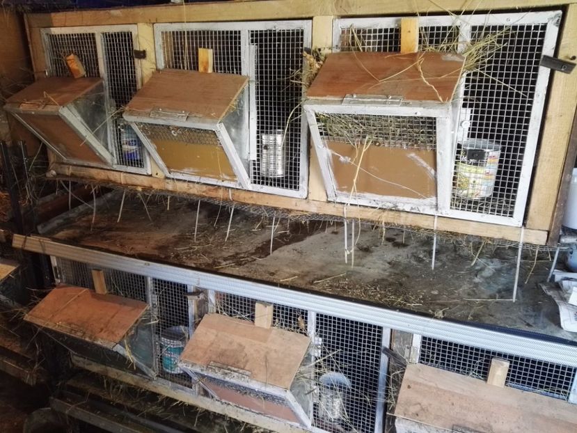 Custi - Adapost Iepuri