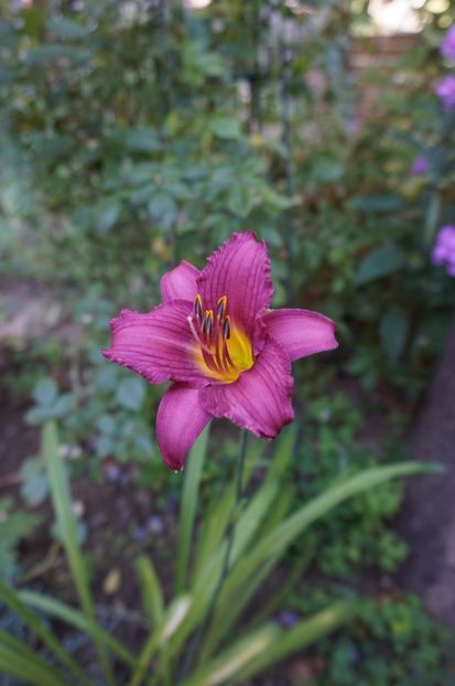  - Hemerocallis 2017