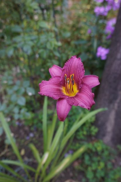  - Hemerocallis 2017
