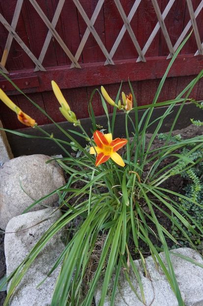  - Hemerocallis 2017