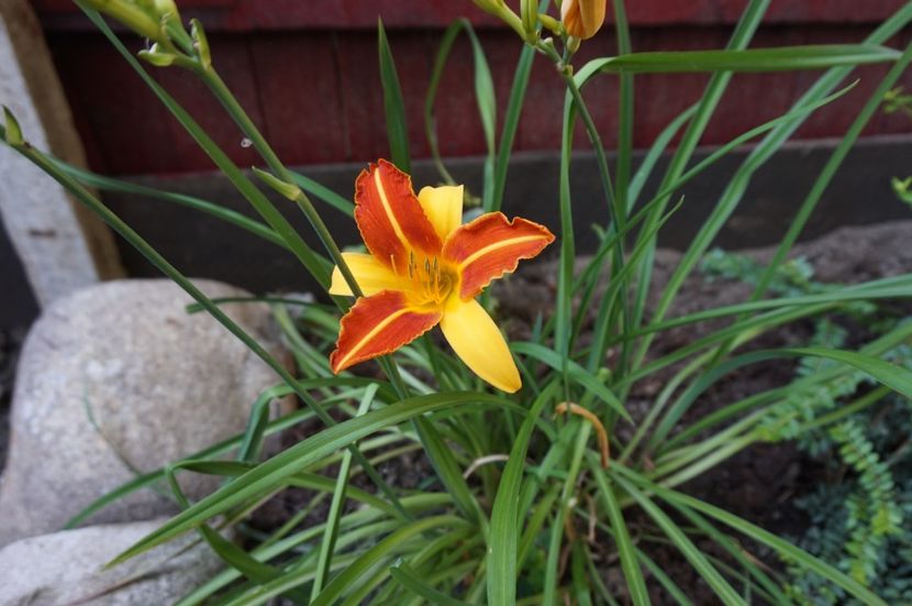  - Hemerocallis 2017