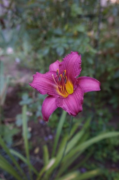  - Hemerocallis 2017