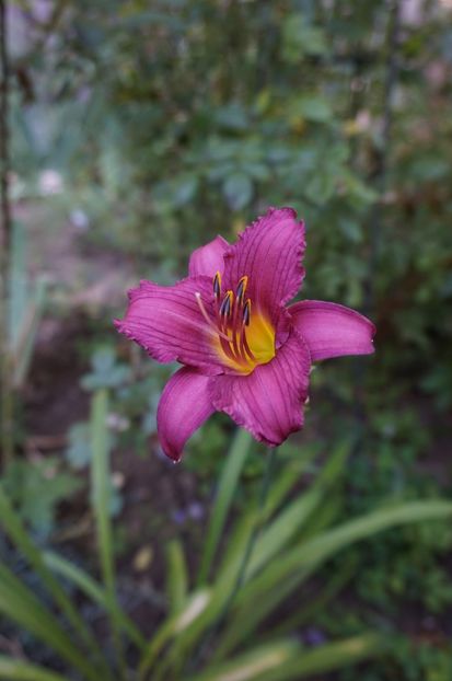  - Hemerocallis 2017