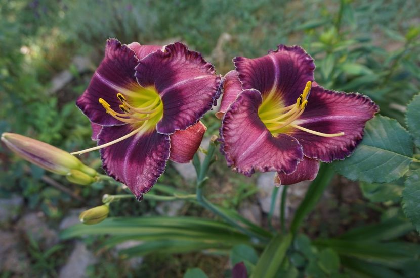  - Hemerocallis 2017