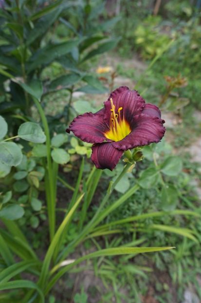  - Hemerocallis 2017