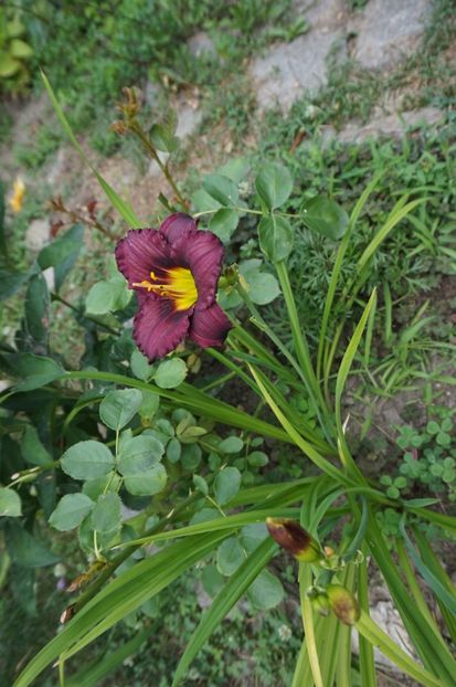  - Hemerocallis 2017