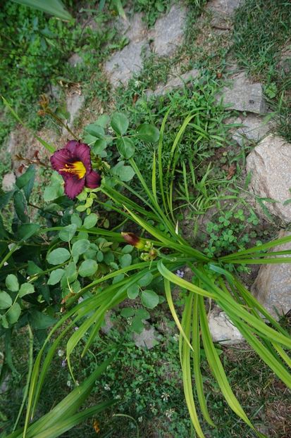  - Hemerocallis 2017