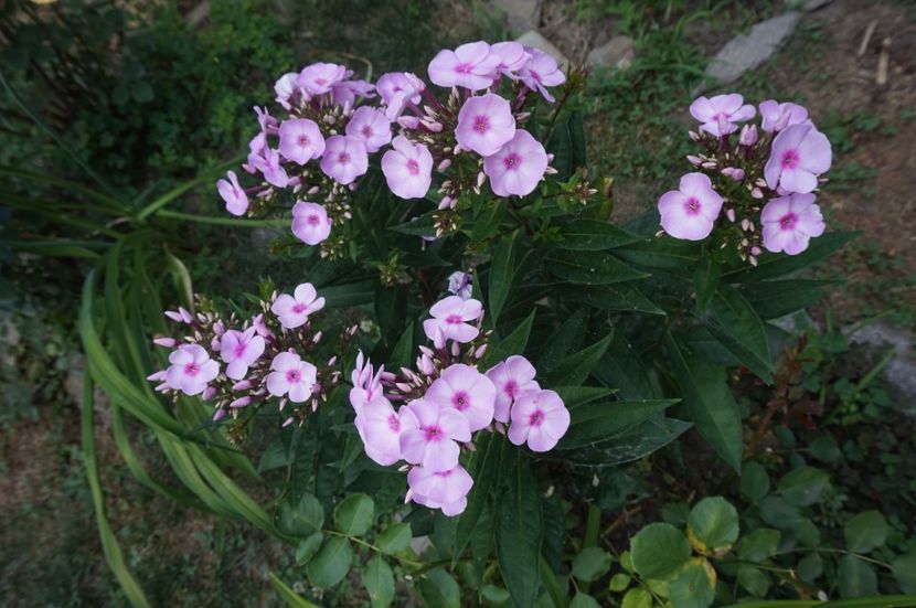 - Phlox si alte perene