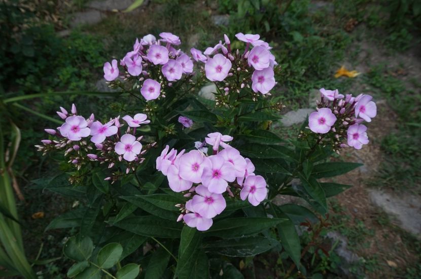  - Phlox si alte perene