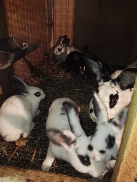  - Cuib 16_05_2017_dal