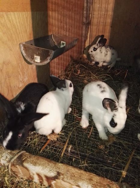  - Cuib 16_05_2017_dal