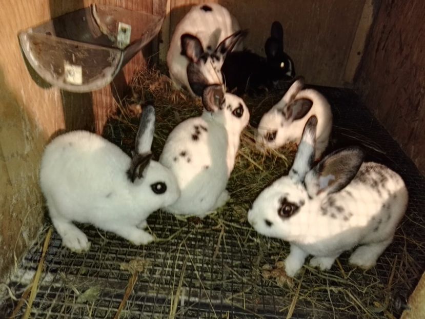  - Cuib 16_05_2017_dal