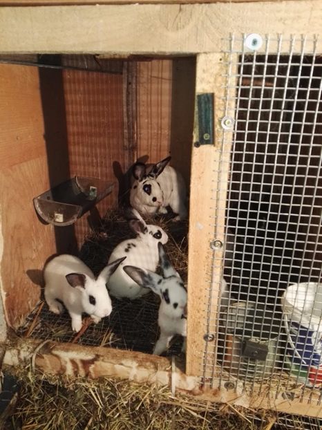  - Cuib 16_05_2017_dal