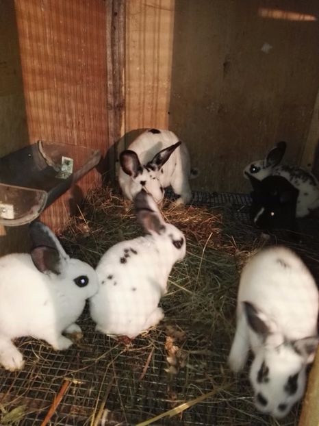  - Cuib 16_05_2017_dal