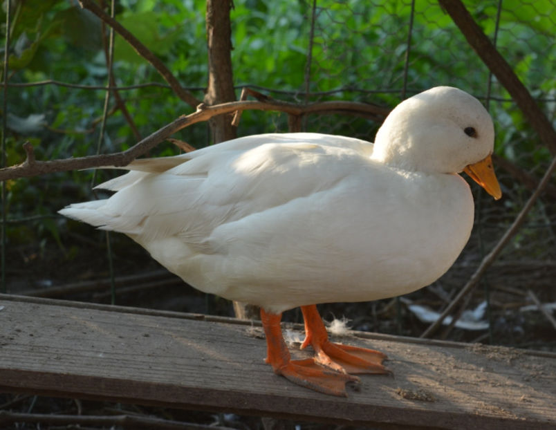 avatar rata - C3 - Rate pitice - Call duck - Zwergenten