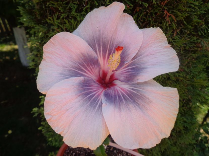  - HIBISCUS MIDNIGHT TRYST