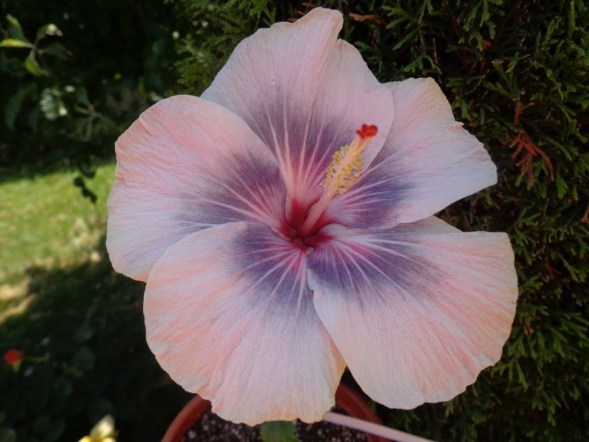  - HIBISCUS MIDNIGHT TRYST