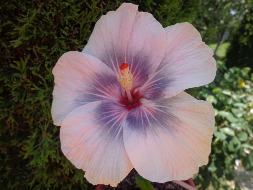  - HIBISCUS MIDNIGHT TRYST