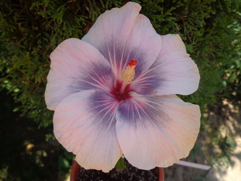  - HIBISCUS MIDNIGHT TRYST