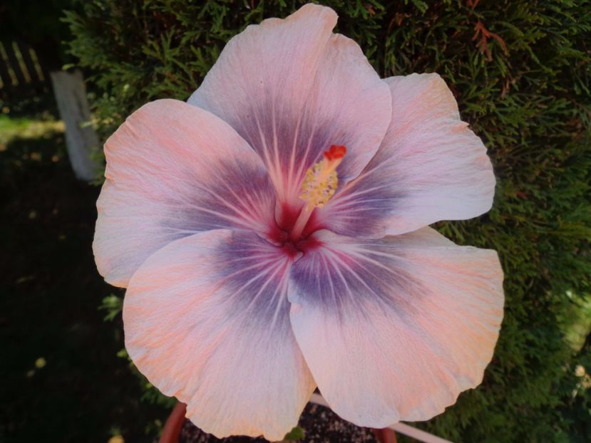  - HIBISCUS MIDNIGHT TRYST