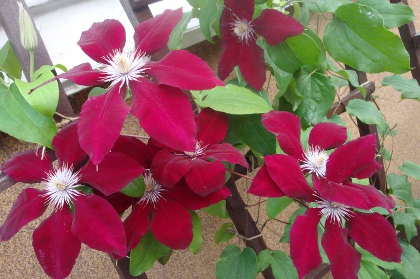  - Clematite