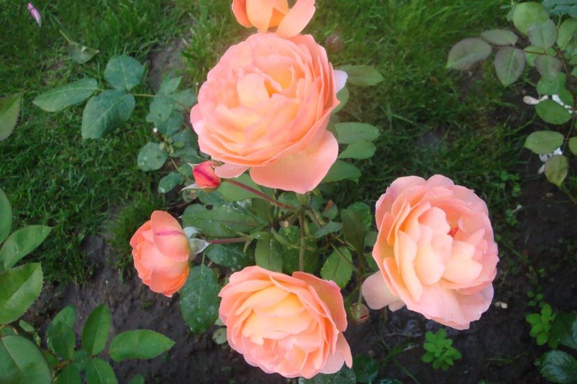  - Lady Emma Hamilton