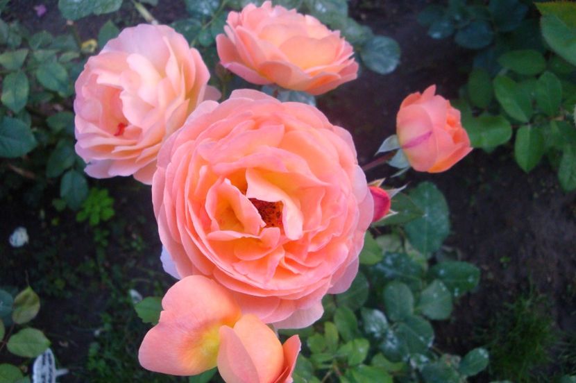  - Lady Emma Hamilton