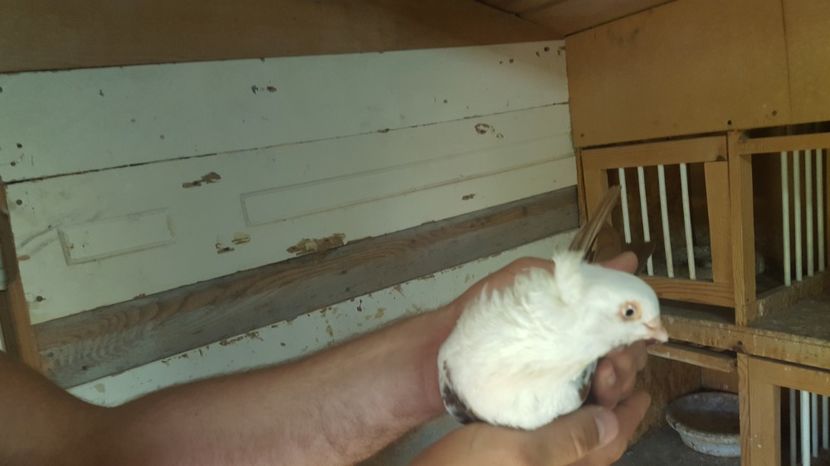  - 1901 Marius Ciurea