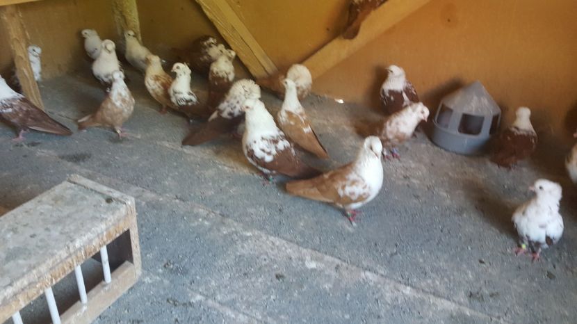  - 1901 Marius Ciurea