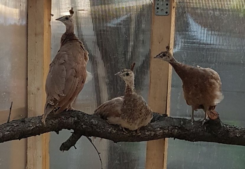 PAUNI VIOLET - PAUNI