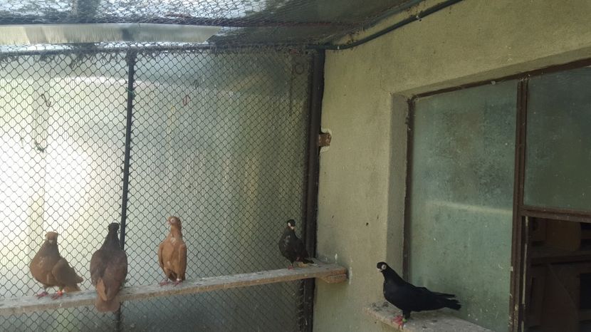  - 1902 Ovidiu Ciurea