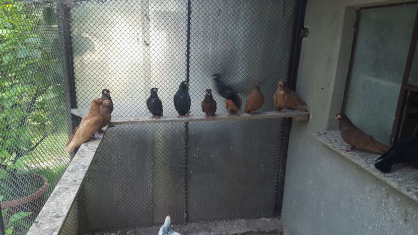  - 1902 Ovidiu Ciurea