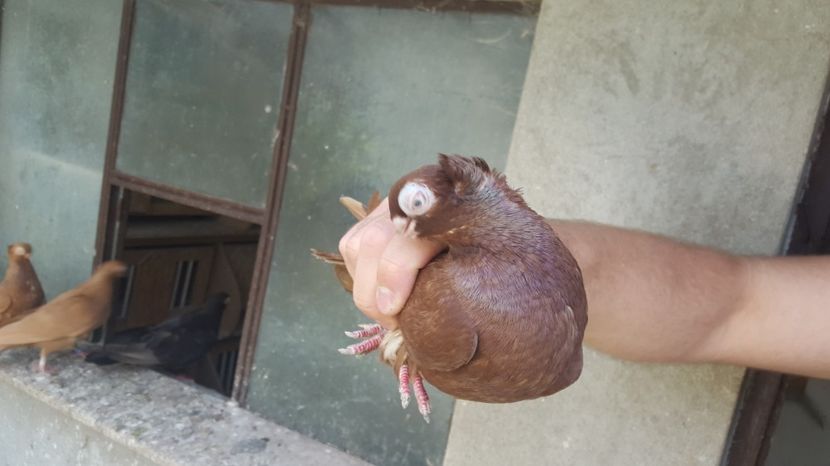  - 1902 Ovidiu Ciurea