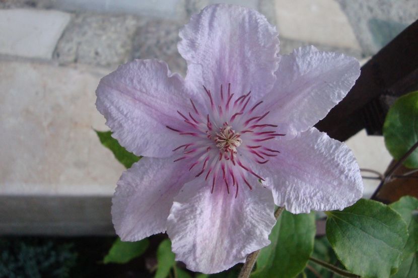  - Clematite