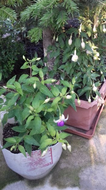  - Gradina mea iulie 2017