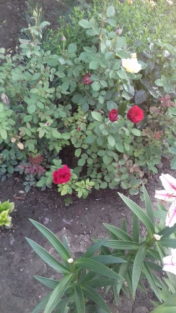  - Gradina mea iulie 2017