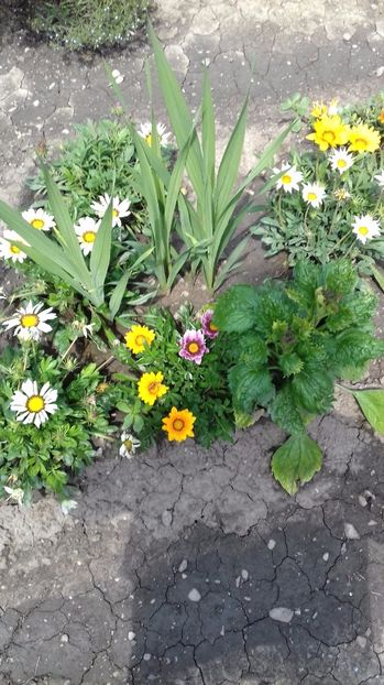  - Gradina mea iulie 2017