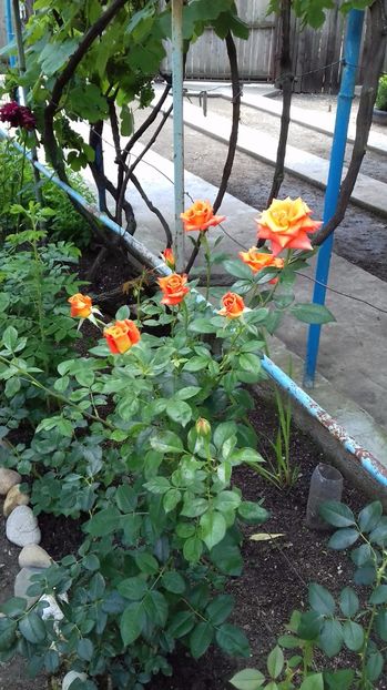  - Gradina mea iulie 2017