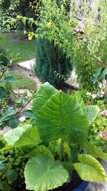  - Gradina mea iulie 2017